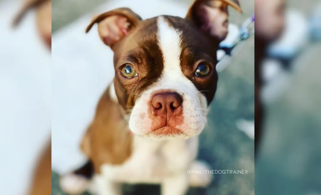 Seal And White Boston Terrier