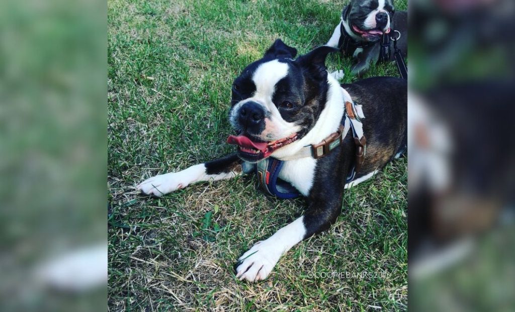 Seal brindle and white boston terrier