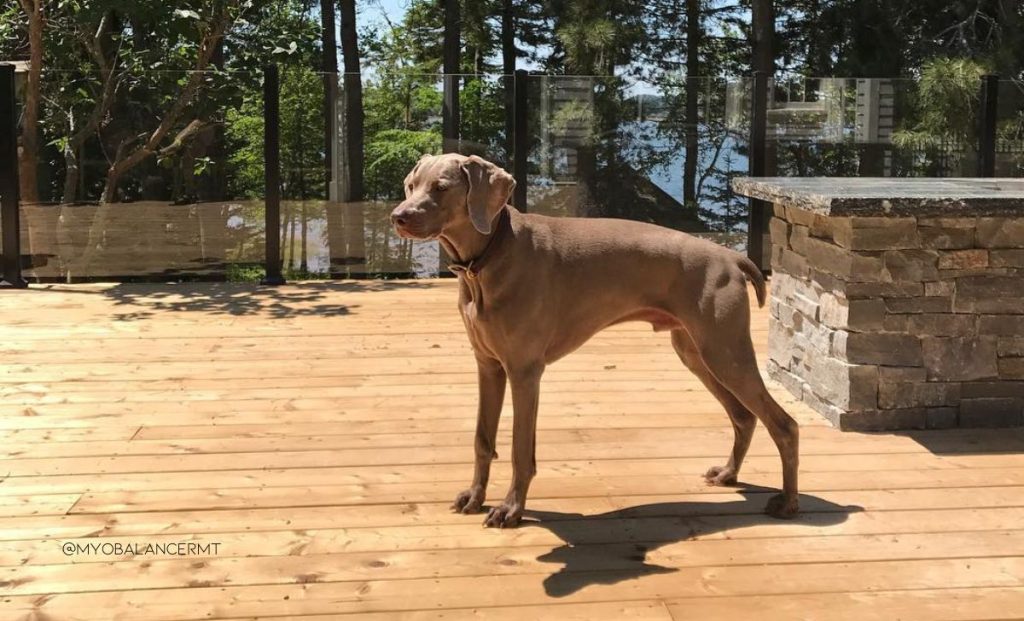 Shar Pei and Weimaraner