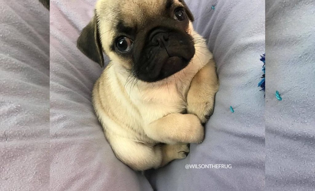 Shar-Pei x Pug