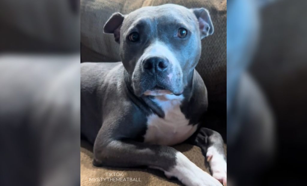 Shelly The Gorgeous Pit Bull Gets Abandoned By A Couple Having A Baby