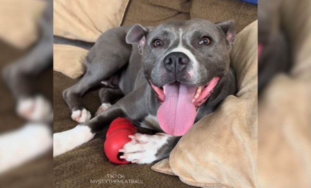 Shelly The Gorgeous Pit Bull Gets Abandoned By A Couple Having A Baby