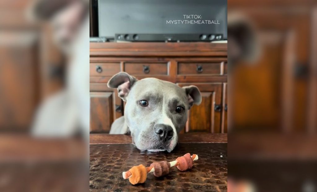 Shelly The Gorgeous Pit Bull Gets Abandoned By A Couple Having A Baby