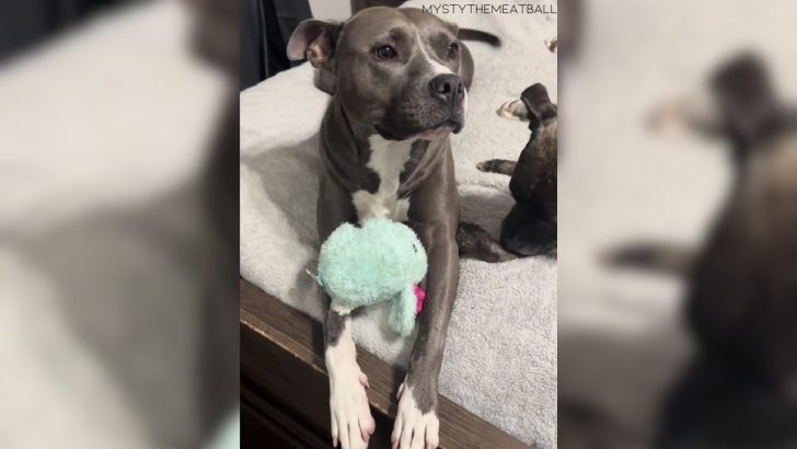 Shelly The Gorgeous Pit Bull Gets Abandoned By A Couple Having A Baby 