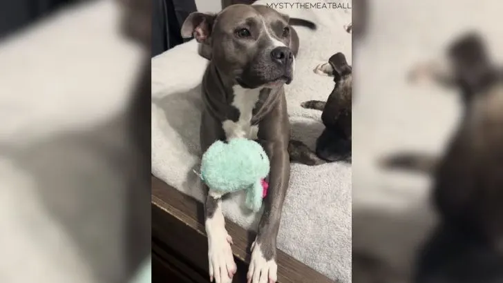 Shelly The Gorgeous Pit Bull Gets Abandoned By A Couple Having A Baby