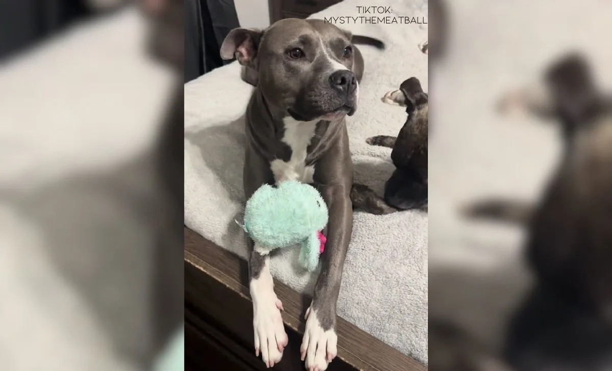Shelly The Gorgeous Pit Bull Gets Abandoned By A Couple Having A Baby