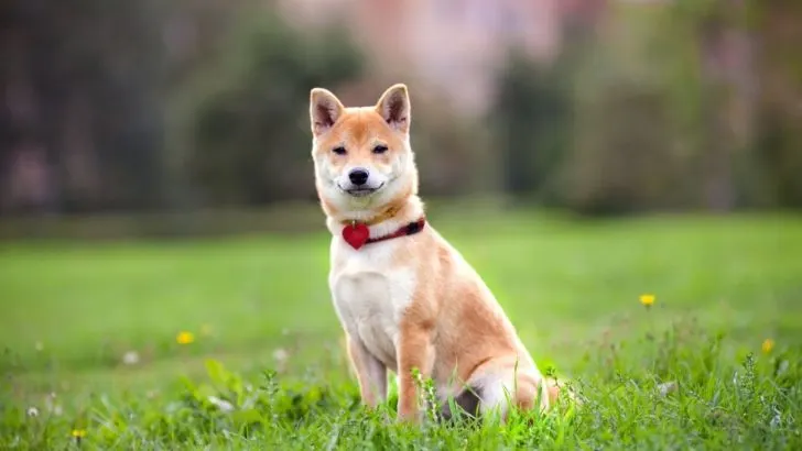 11+ Beautiful Shiba Inu Colors That Will Make You Gasp