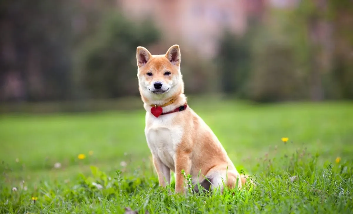 Shiba Inu