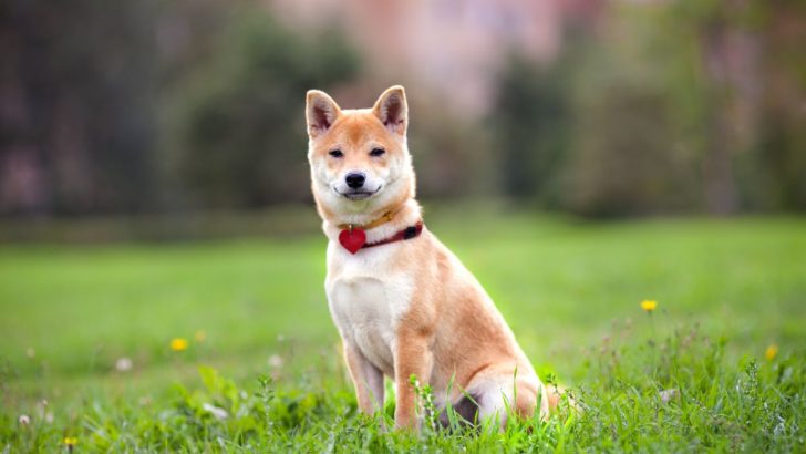 25 Shiba Inu Mixes Guaranteed To Take Your Breath Away (With Pictures)