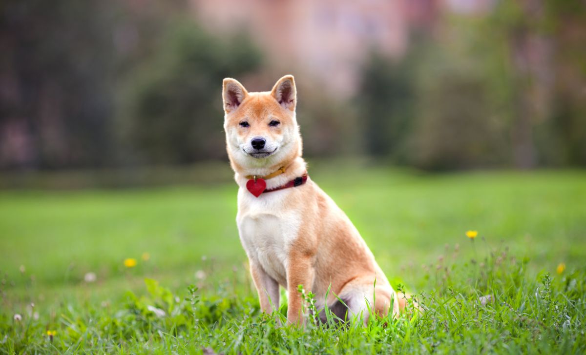 25 Shiba Inu Mixes Guaranteed To Take Your Breath Away With Pictures