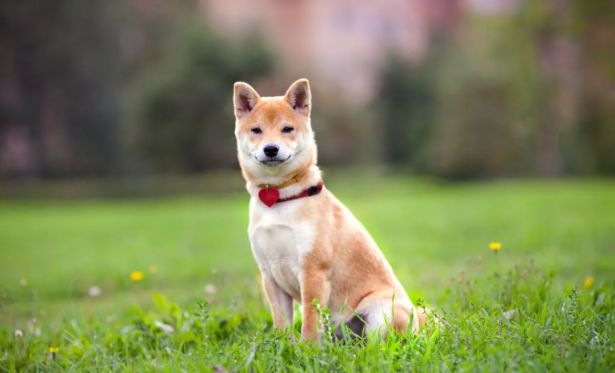 Shiba inu