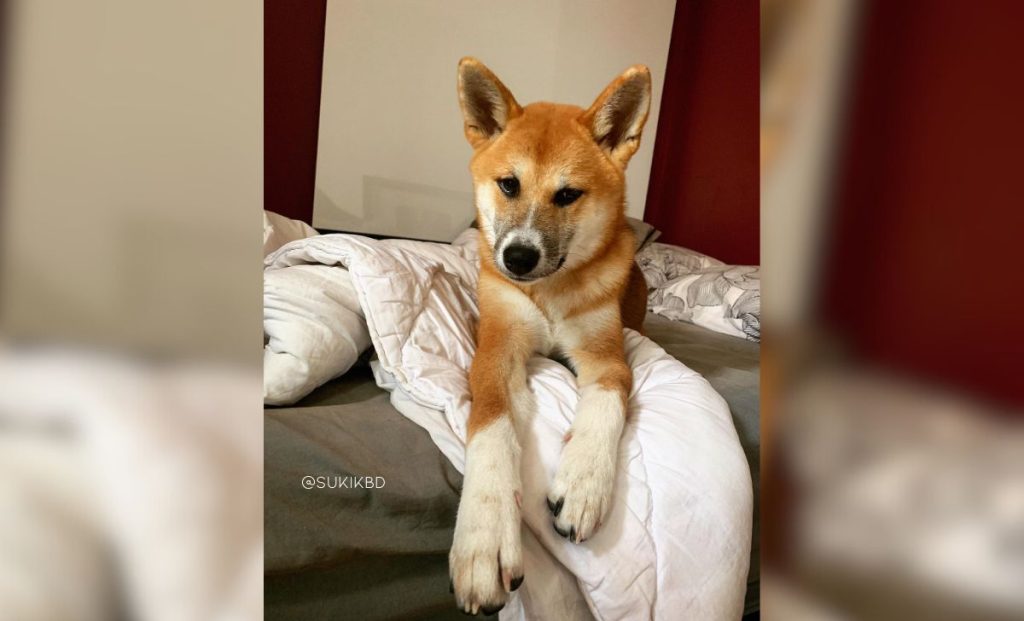 Shiba inu x akita