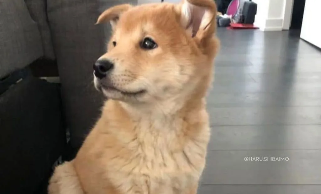 Shiba inu x american eskimo