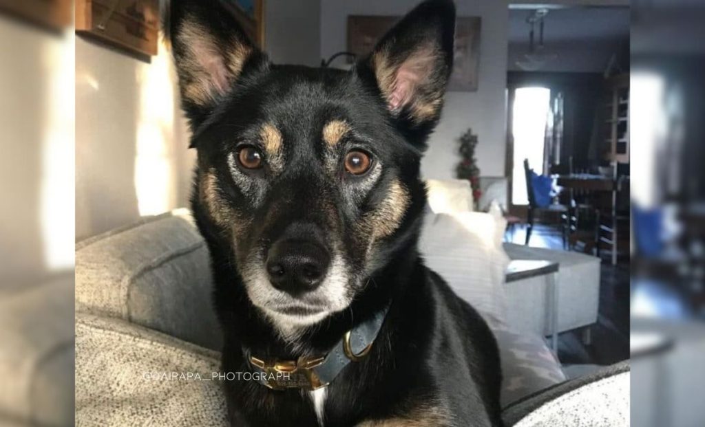 Shiba inu x border collie