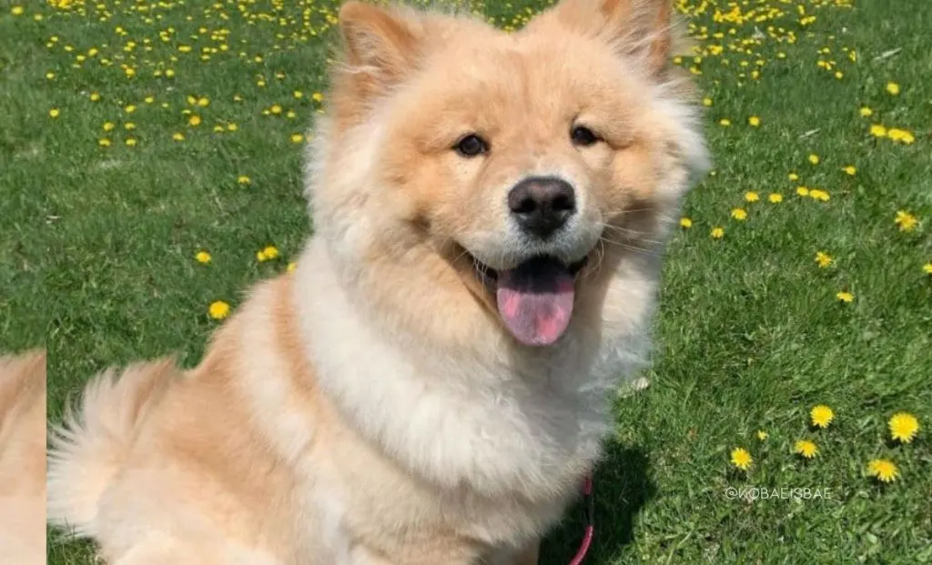 Shiba inu x chow chow