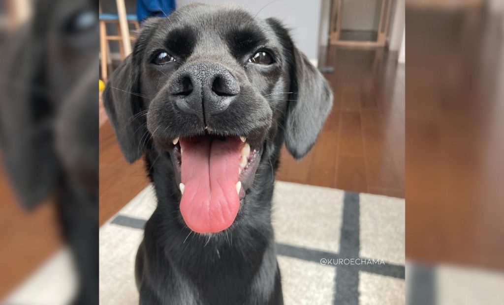 Shiba inu x cocker spaniel