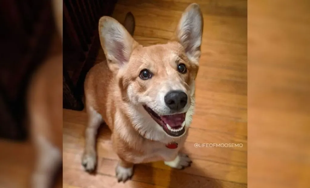 Shiba inu x corgi