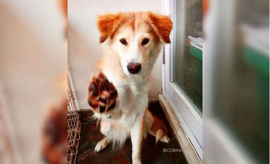 Shiba inu x golden retriever