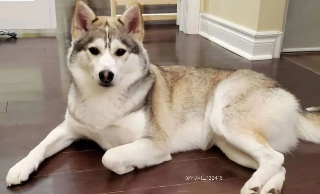 Shiba inu x husky