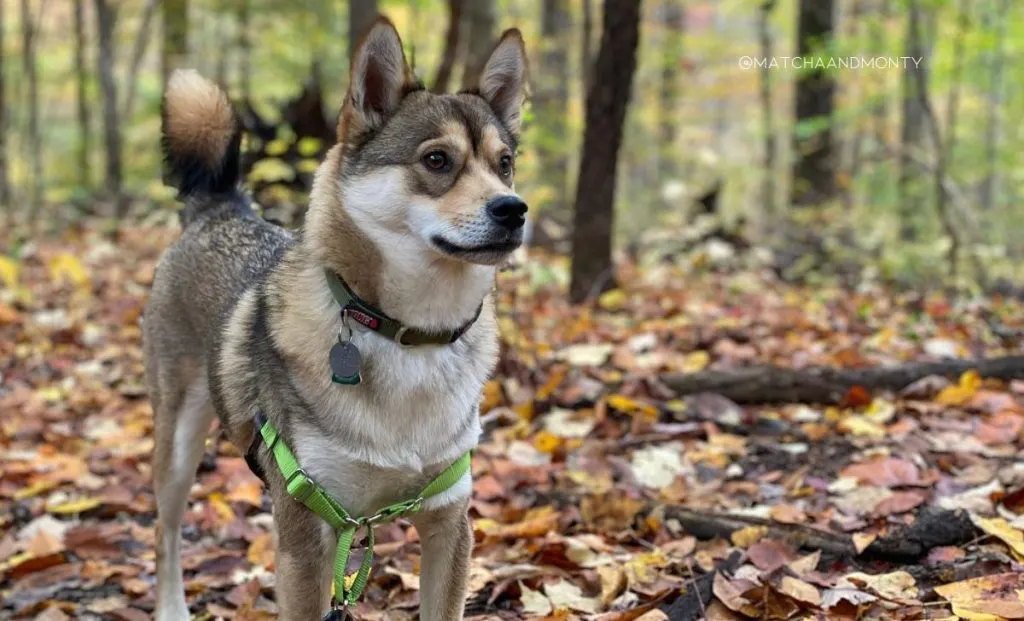 Shiba inu x klee kai