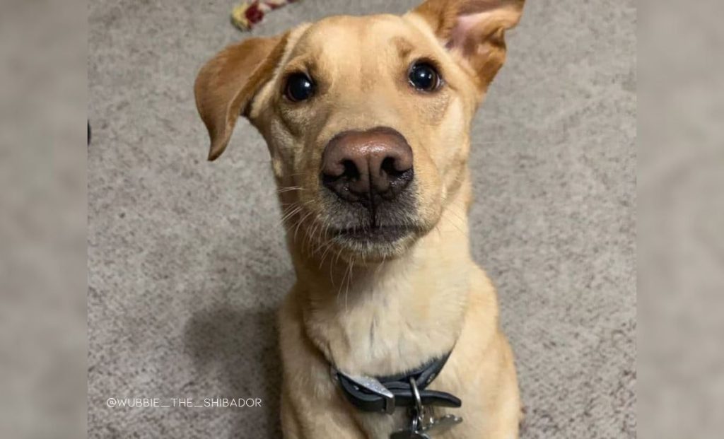 Shiba inu x labrador retriever