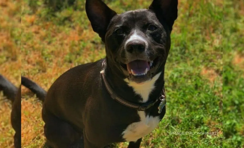 Shiba inu x pitbull