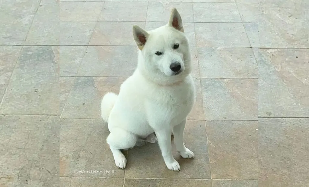 Shiba inu x samoyed