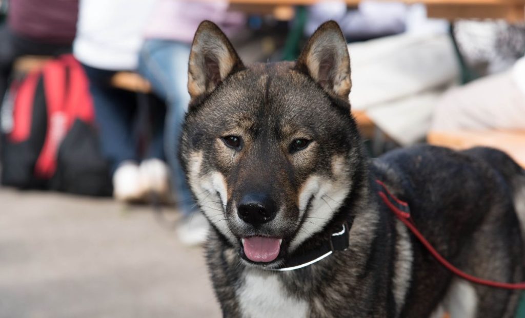 Shikoku