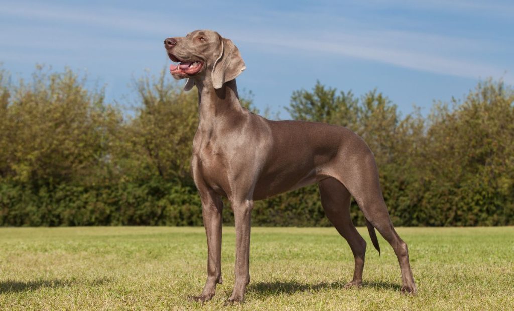 Short Haired Weimaraner