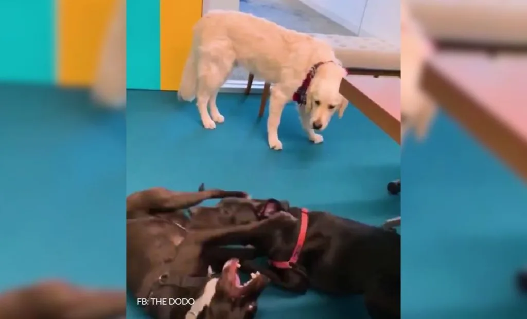 Shy Service Dog Turned Into A Playful Pup All Because Of A Kitten