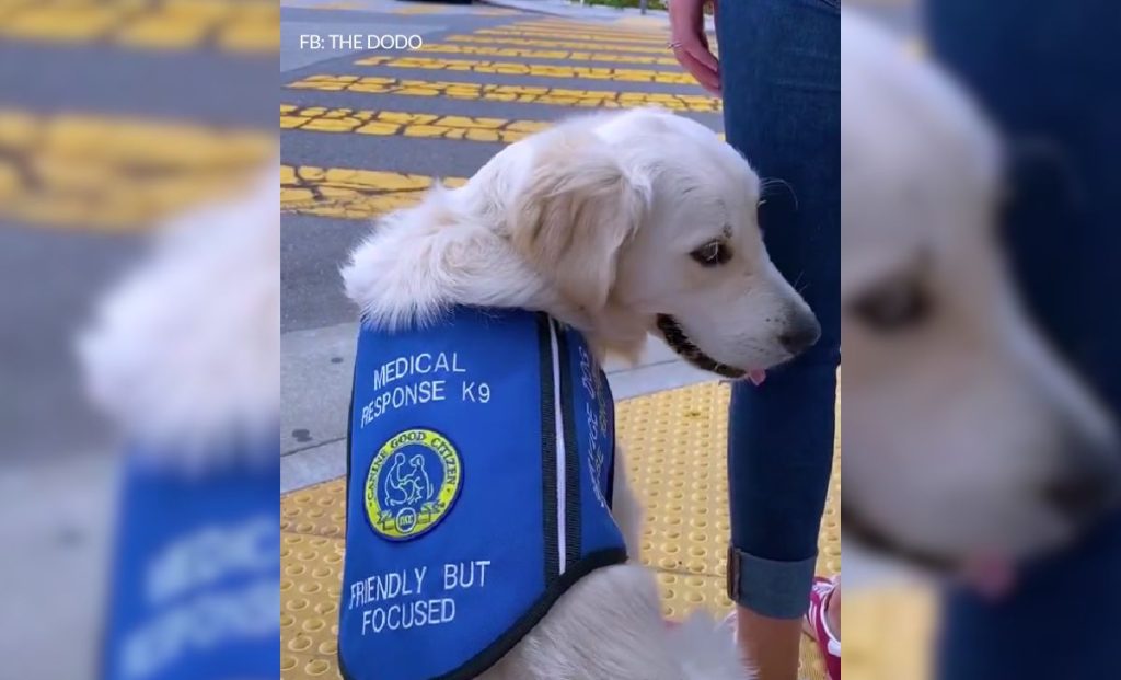 Shy Service Dog Turned Into A Playful Pup All Because Of A Kitten