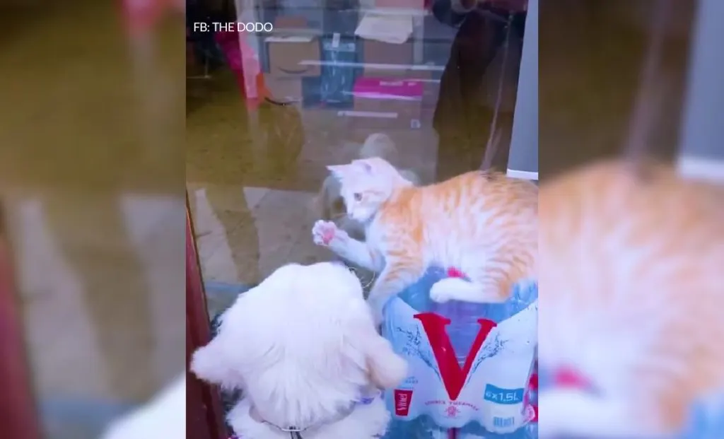 Shy Service Dog Turned Into A Playful Pup All Because Of A Kitten