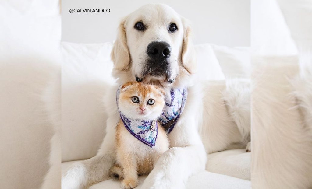 Shy Service Dog Turned Into A Playful Pup All Because Of A Kitten