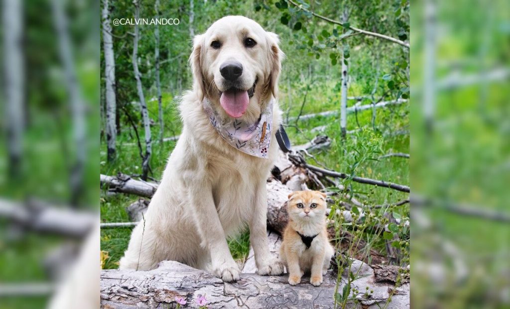 Shy Service Dog Turned Into A Playful Pup All Because Of A Kitten