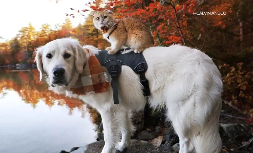 Shy Service Dog Turned Into A Playful Pup All Because Of A Kitten