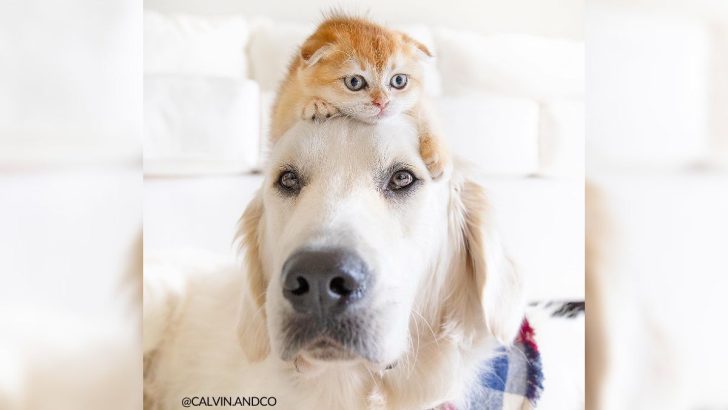 Shy Service Dog Turned Into A Playful Pup All Because Of A Kitten