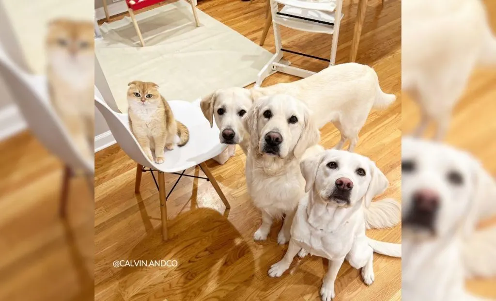 Shy Service Dog Turned Into A Playful Pup All Because Of A Kitten