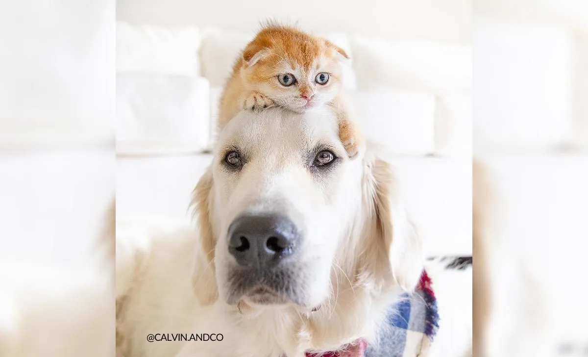 Shy Service Dog Turned Into A Playful Pup All Because Of A Kitten