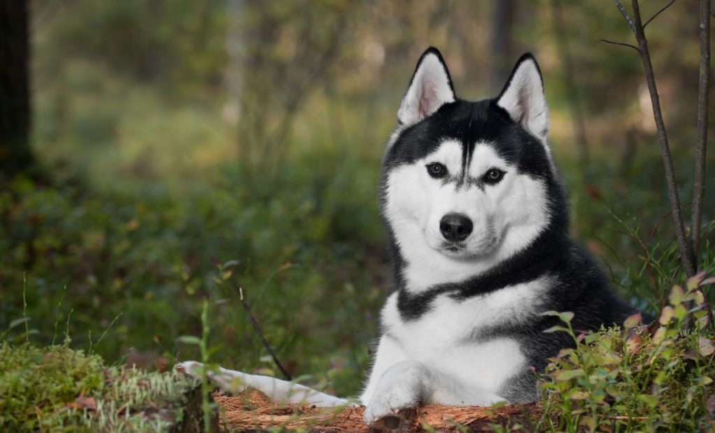 Siberian Husky