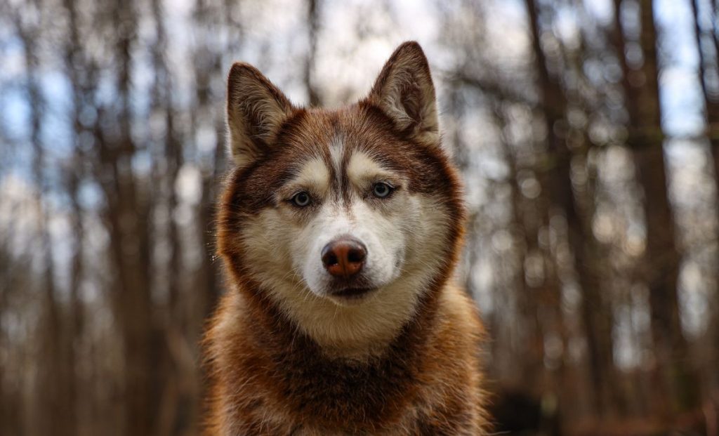 Siberian Husky