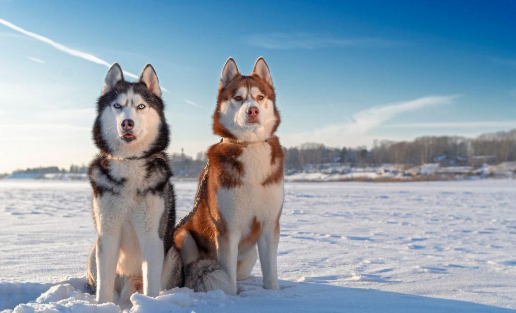 Siberian Husky