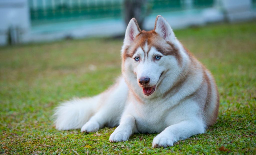 Siberian Husky