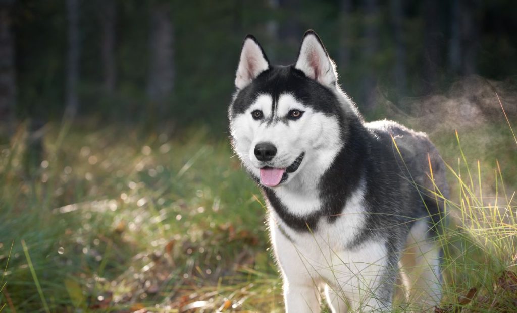 Siberian Husky