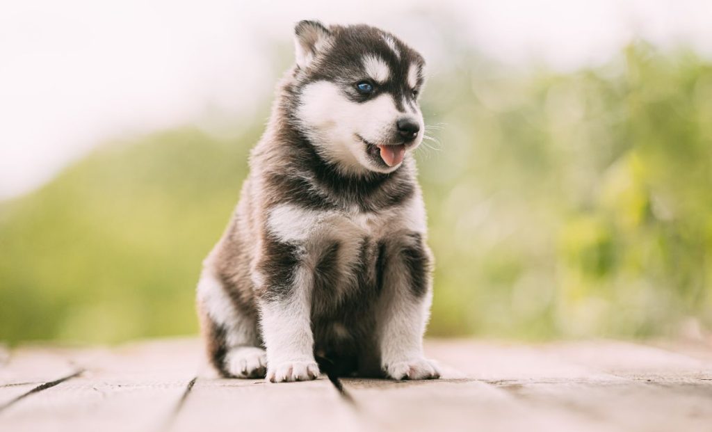 Siberian Husky