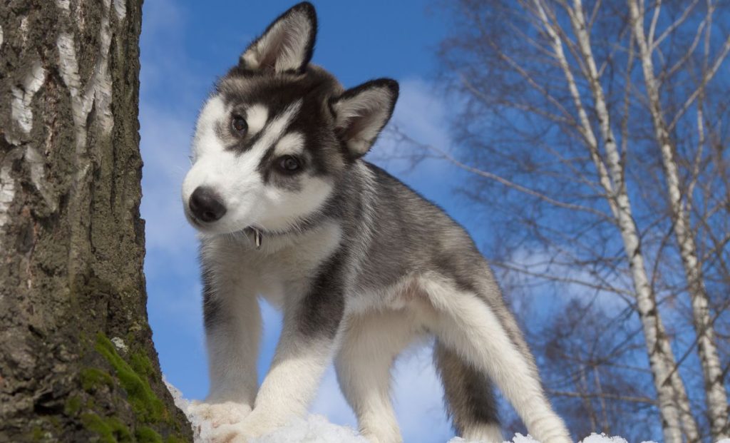 Siberian Husky