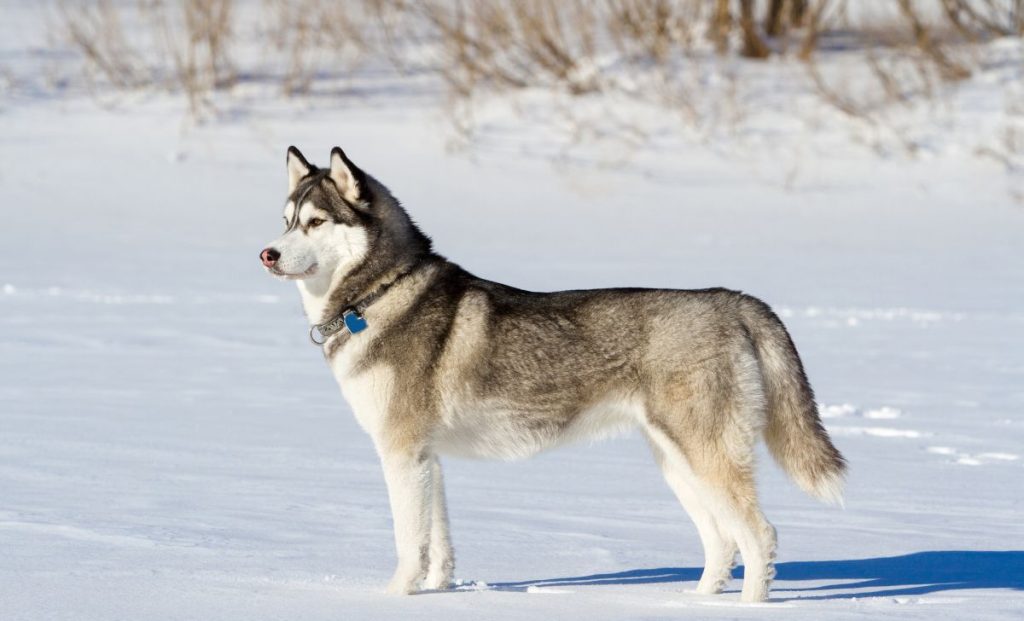 Siberian Husky