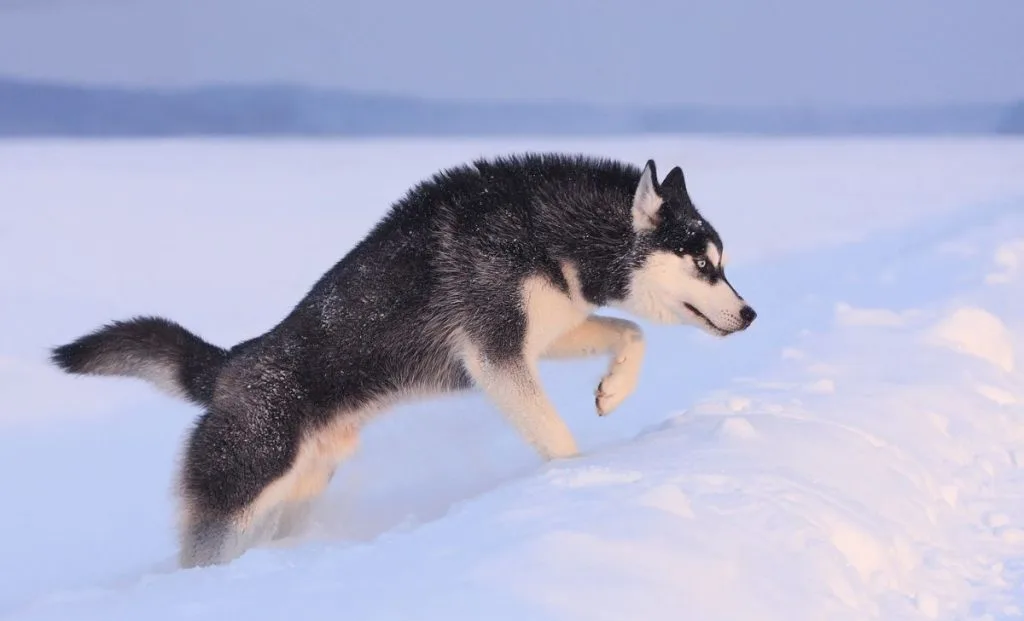 Siberian Husky