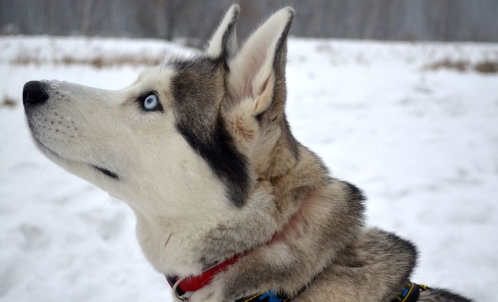 Siberian Husky