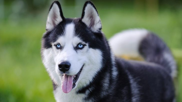 That One Husky Growth Chart That Has All The Important Information 