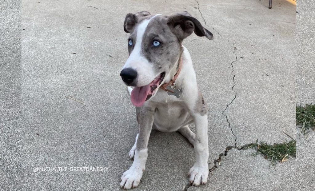 Siberian Husky x Great Dane Mix